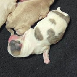 Blue spotted girl - Blue and white female Shih Tzu puppy in Vinita, Oklahoma from Locust Creek Shih Tzu & Havanese