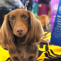 Minnie  - Dachshund