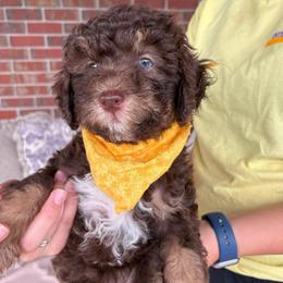 Nala - Red phantom female Aussiedoodle puppy in Rainbow City, Alabama from Creek Bend Farm