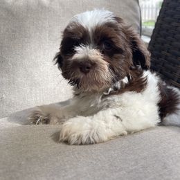 Havanese Puppies from Hidden Bay Havanese