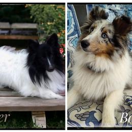 Shetland Sheepdog puppies from Sheltie Puppies