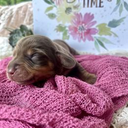 Remingtom (Remy) AKC - Chocolate and tan male Dachshund puppy in Hendersonville, North Carolina from Snarky Doxy Miniature Dachshunds