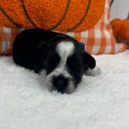 Hank- blue collar boy - Parti male Miniature Schnauzer puppy in Oneonta, Alabama from Murphree Valley Kennels