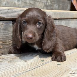 Hershel - Chocolate male Dachshund puppy in Muldrow, Oklahoma from Sassy Sausage Dogs