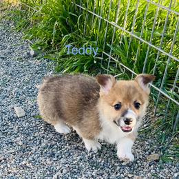 Teddy - Red male Pembroke Welsh Corgi puppy in Grenada, California from California Corgi Butts