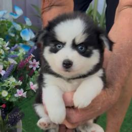 Rihanna - Black and white female Pomsky puppy in Spring Hill, Florida from PDQ Pomskies