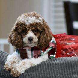 Prudence - Poodle