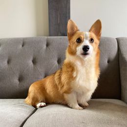 Dizzy - Pembroke Welsh Corgi