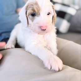 Nelly - Apricot Parti - White female Bernedoodle puppy in Orland, California from Shockley’s Elite Doodles