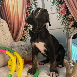 Antony - Black male Great Dane puppy in Logan, West Virginia from Zealous Danes