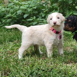 Dolly (Pink collar) - Yellow and white female Bernedoodle puppy in Brandon, Iowa from Willow Creek Farm