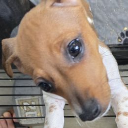 Kiki - Piebald female Dachshund puppy in Barre, Massachusetts from Central Mass Dachshunds