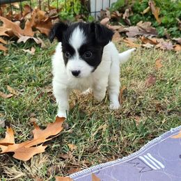Faith - White and black female Papillon puppy in Hollister, Missouri from Swan Creek Kennel