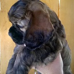 Cocker Spaniel Puppies from Doc's Cockers