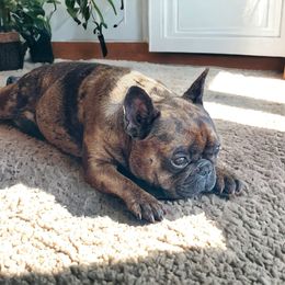 Pumba - French Bulldog