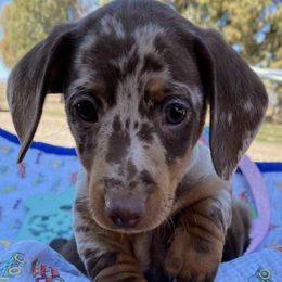 Dachshunds from Fief Family Mini Doxies