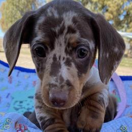 Dachshunds from Fief Family Mini Doxies