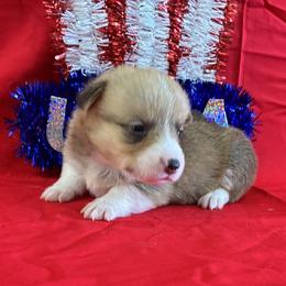 Girl 5 - female Pembroke Welsh Corgi puppy in Fayetteville, Tennessee from Sulphur Springs Corgis