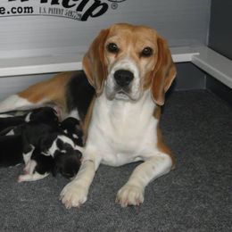 Beagle Puppies from Alpenglow Beagles