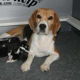 Beagle Puppies from Alpenglow Beagles