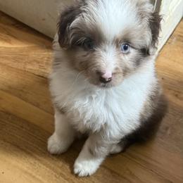 Bronze - Red merle male Miniature Australian Shepherd puppy in Gatesville, Texas from Southern Promise Aussie’s