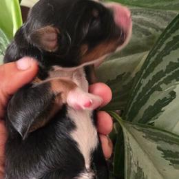 Willow - Tri-color female Bernedoodle puppy in Jacksonville, Florida from Haj Paj Bernedoodles