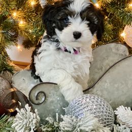 Cavalier King Charles Spaniel, Cavapoo, and Pembroke Welsh Corgi Puppies from Griffins Puppies