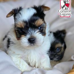 Mr. Grinch - Black tan and white male Biewer Terrier puppy in California from Corazon de gigante