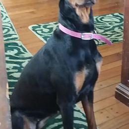 Doberman Pinschers from Kris's Dobermans