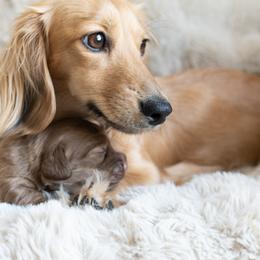 Dachshund Puppies from CTX Doxies