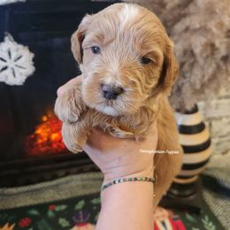 Snowball - Apricot male Goldendoodle puppy in Pennsylvania from Pennsylvanian Puppies