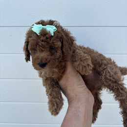 Triana - Red  female Poodle puppy in Mint Hill, North Carolina from DoodleForever