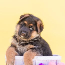 German Shepherd Puppies from vom Haus Jurincie