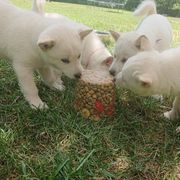 Hokkaido Puppies from Apricity Kennel