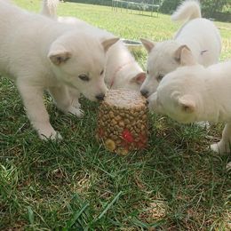 Hokkaido Puppies from Apricity Kennel