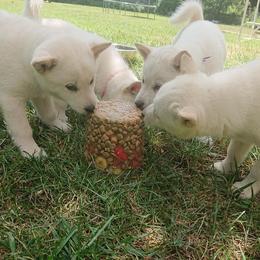 Hokkaido Puppies from Apricity Kennel