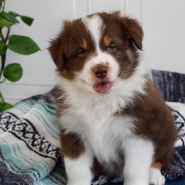 Australian Shepherd Puppies from Indigo Grove Aussies