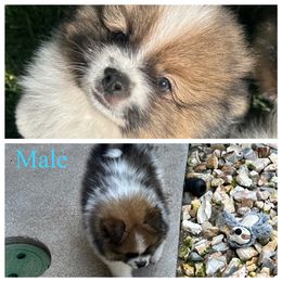 Tri color sable parti male - Orange sable male Pomeranian puppy in Sonora, California from NorCal Pomeranians