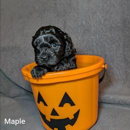 Maple - Brown female Cockapoo puppy in Sunset, Louisiana from Cano Cockapoos