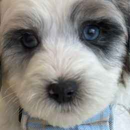K-Blue Merle Boy - Merle male Goldendoodle puppy in Lewisville, Texas from Texas Goldendoodle Lovers