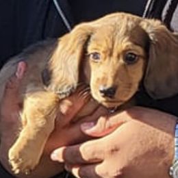 Dachshunds from Cindy's Dachshunds