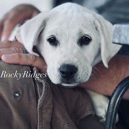 Thor - Yellow male Labrador Retriever puppy in Herriman, Utah from Rocky Ridges
