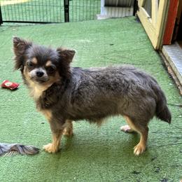 Lainey - Chihuahua