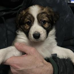 Funk - Sable male Border Collie puppy in Memphis, New York from Dual Traxx Border Collies