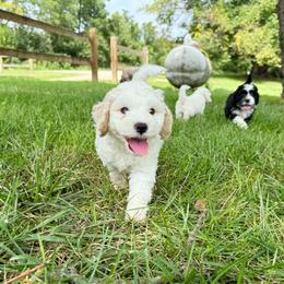 Swiss - Cream male Australian Labradoodle puppy in Wamego, Kansas from Doodles of Oz