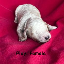 Pixy - Apricot female Goldendoodle puppy in Baldwin, Georgia from Simmons F1b Goldendoodles