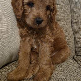 Cavapoo Puppies from Jet Cavapoos