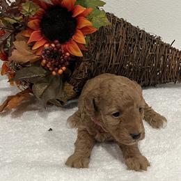 Hardy - Red  male Poodle puppy in Prairie Grove, Arkansas from Loves Toy Poodles