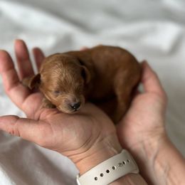 Poodle Puppies from Anastasiya