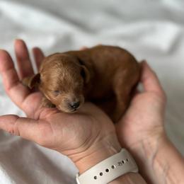 Poodle Puppies from Anastasiya